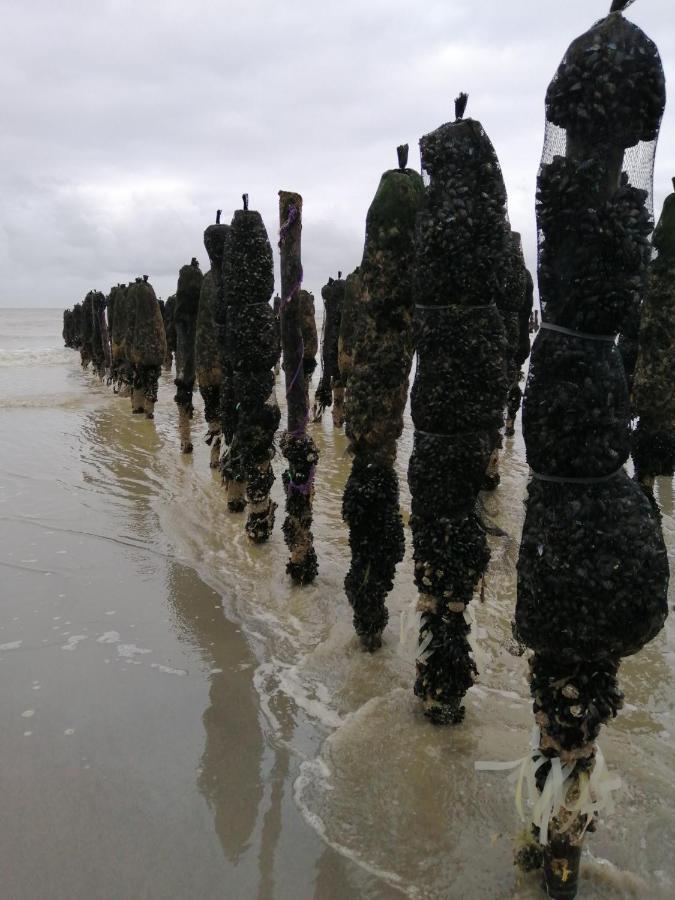 Le Cocon Des Dunes Quend Eksteriør billede